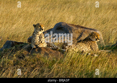 Due maschio ghepardi prendere il sole sulle rocce, il Masai Mara, Kenya Foto Stock