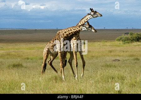 Masai giraffe necking, il Masai Mara, Kenya Foto Stock