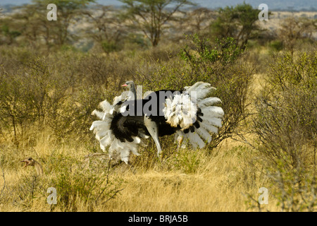 Maschio struzzo Somalo il corteggiamento femmina, Samburu, Kenya Foto Stock