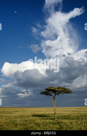 A sella fatturati nido di cicogna nella struttura ad albero, bella nuvole, il Masai Mara, Kenya Foto Stock