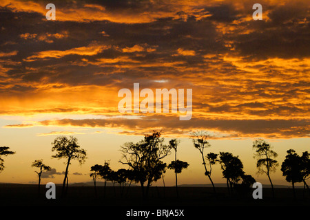 Sunrise oltre il Masai Mara, Kenya Foto Stock