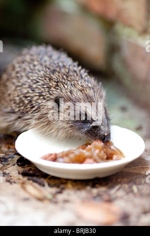 Alimentazione Hedgehog su alimenti per cani. Foto Stock