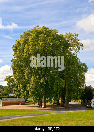 200-anno vecchio gruppo di tall Platanus acerfolia / Platani - Francia. Foto Stock