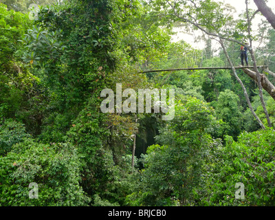 Le foreste pluviali tropicali di tutto il mondo continuano a contrarsi in dimensioni a causa della lo sfruttamento da parte dell'umanità. Foto Stock