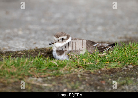 Di inanellare Plover; Charadrius hiaticula; Davidstow aeroporto; Cornovaglia Foto Stock