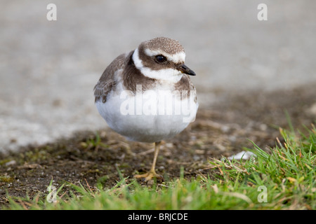 Di inanellare Plover; Charadrius hiaticula; Davidstow aeroporto; Cornovaglia Foto Stock