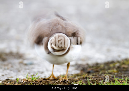 Di inanellare Plover; Charadrius hiaticula; Davidstow aeroporto; Cornovaglia; scuotimento Foto Stock