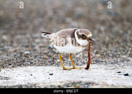 Di inanellare Plover; Charadrius hiaticula; Davidstow aeroporto; Cornovaglia; mangiare un worm Foto Stock