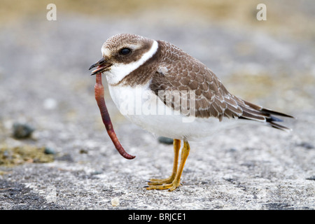 Di inanellare Plover; Charadrius hiaticula; Davidstow aeroporto; Cornovaglia; mangiare un worm Foto Stock