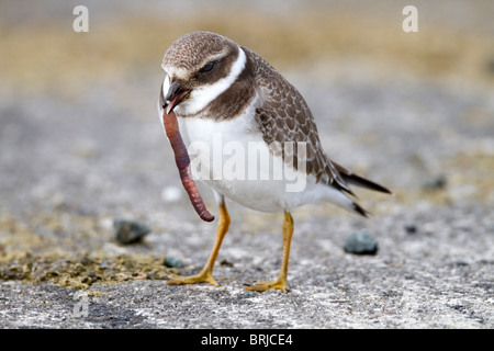 Di inanellare Plover; Charadrius hiaticula; Davidstow aeroporto; Cornovaglia; mangiare un worm Foto Stock