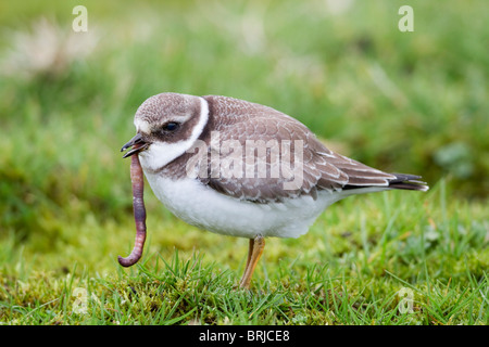 Di inanellare Plover; Charadrius hiaticula; Davidstow aeroporto; Cornovaglia; mangiare un worm Foto Stock