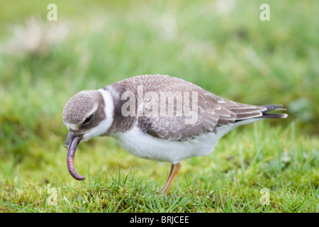 Di inanellare Plover; Charadrius hiaticula; Davidstow aeroporto; Cornovaglia; mangiare un worm Foto Stock