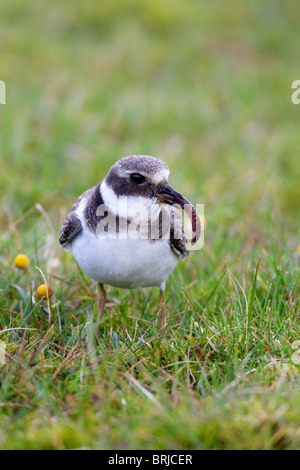 Di inanellare Plover; Charadrius hiaticula; Davidstow aeroporto; Cornovaglia; mangiare un worm Foto Stock