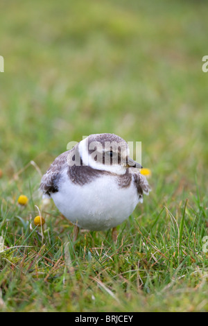 Di inanellare Plover; Charadrius hiaticula; Davidstow aeroporto; Cornovaglia Foto Stock