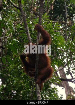 Le foreste pluviali tropicali di tutto il mondo continuano a contrarsi in dimensioni a causa della lo sfruttamento da parte dell'umanità. Foto Stock