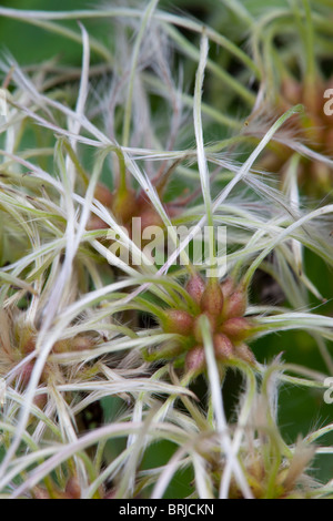 Clematide selvatici; Clematis vitalba; uomo vecchio con la barba; o traveler's gioia Foto Stock