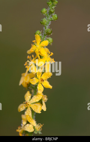 Agrimony; Agrimonia eupatoria; in fiore Foto Stock
