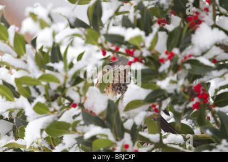 Allodole Cesene Beccacce; Turdus pilaris; in una coperta di neve holly tree Foto Stock