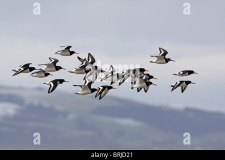 Oystercatchers in volo Foto Stock