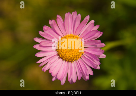 Mountain Daisy (Erigeron peregrinus); Wonderland Trail, Sunrise area of Mount Rainier National Park, Washington. Foto Stock