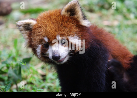 Panda rosso a Chengdu Panda Base, Cina Foto Stock