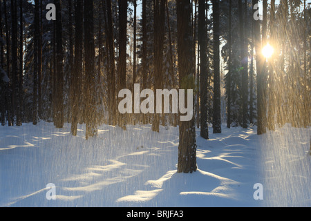 Piove la neve e i fasci di luce che cade in una foresta sulla coperta di neve la terra. Foto Stock
