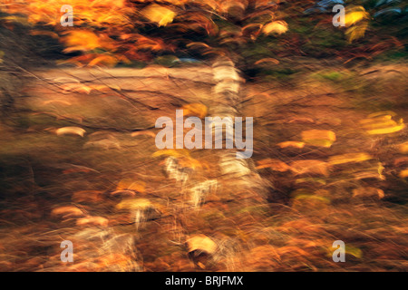 Impressionistica interpretazione di una betulla e foglie che cadono in autunno Foto Stock