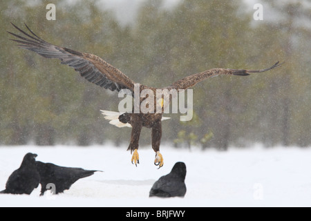 Wild adulto bianco-tailed Eagle (Haliaetus albicilla) in volo Foto Stock