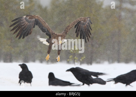 Wild adulto bianco-tailed Eagle (Haliaetus albicilla) in volo Foto Stock