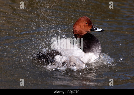 Pochard maschio, (Aythya ferina) pulizia di primavera Foto Stock