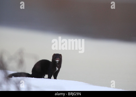 American visoni (Mustela vison) sul lungofiume. L'Europa. Foto Stock