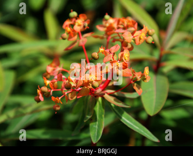 Griffiths, Euforbia Euphorbia griffithii, Euphorbiaceae Foto Stock