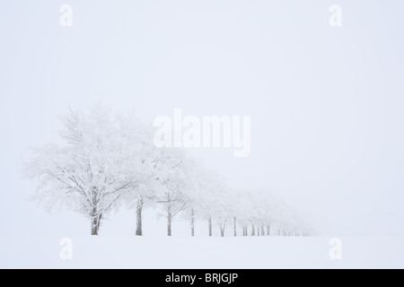 Rivestimento di gelo inverno alberi in una fredda e nebbiosa mattina. Foto Stock