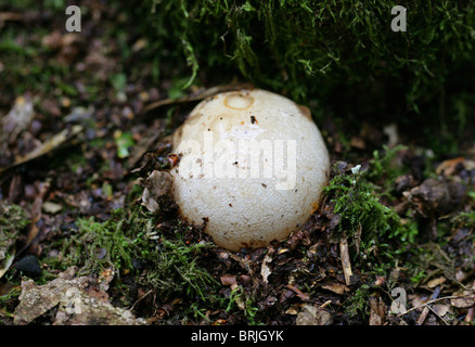 Giovani Stinkhorn fungo o "streghe uova', Phallus impudicus, Phallaceae. Foto Stock