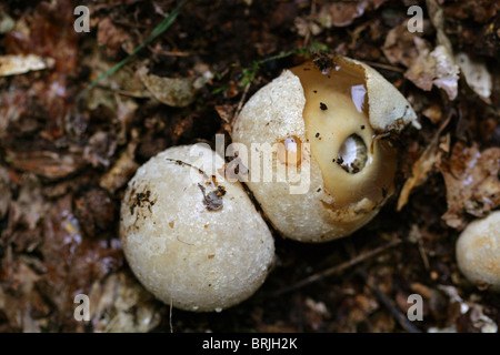 Giovani Stinkhorn fungo o "streghe uova', Phallus impudicus, Phallaceae. Foto Stock