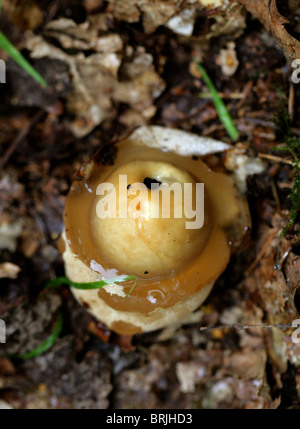 Giovani Stinkhorn fungo o "streghe uova', Phallus impudicus, Phallaceae. Foto Stock