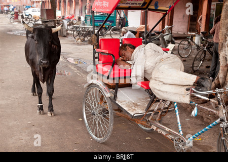 Iconica scena di strada a Jaipur, Rajasthan, India Foto Stock