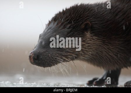 Wild Lontra europea (Lutra lutra) ritratto di adulto Foto Stock