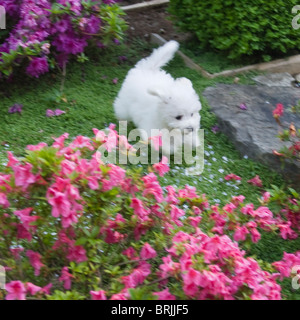 Bichon Frise puppy in giardino Foto Stock