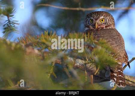 Ritratto di selvatica eurasiatica gufo pigmeo (Glaucidium passerinum) Foto Stock