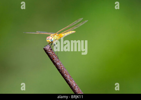 Dragonfly su un ramoscello Foto Stock