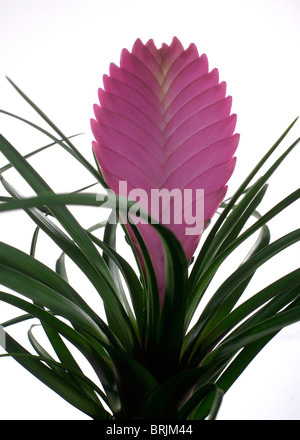 Cappello rosa (Tillandsia cyanea) Foto Stock