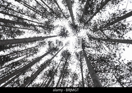 Cerca fino ad alberi di pino Foto Stock