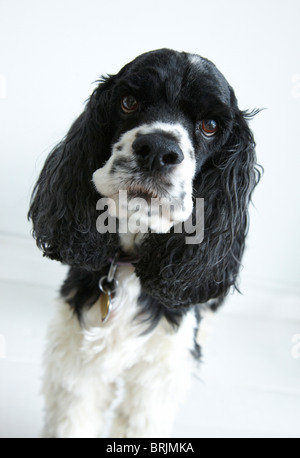 Ritratto di Cocker Spaniel Foto Stock