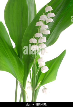 Il giglio della valle Foto Stock