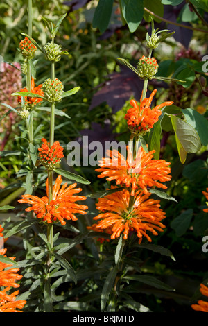 Leonotis leonurus (Lippenblütler), simetimes chiamato leone la coda o il Lion's orecchio o Wild Dagga Foto Stock