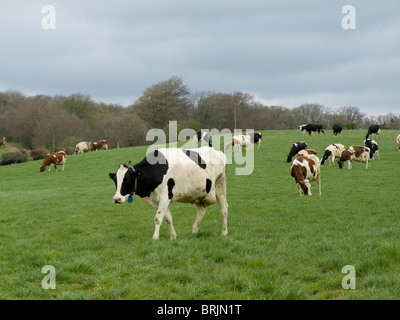 Il frisone bovini in un campo nei pressi di Torthorwald Dumfriesshire Scozia su una torbida a fine aprile giorno Foto Stock