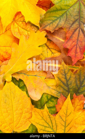 Bel colore giallo Foglie di autunno sfondo Foto Stock