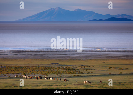 Llamas sul bordo del Salar de Uyuni all'alba, Bolivia Foto Stock