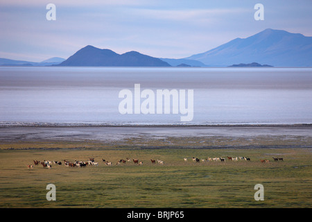 Una mandria di Llama sul bordo del Salar de Uyuni, Bolivia Foto Stock